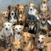 Dogs Rescue Home (@dogsrescue57181) Twitter profile photo Dogs Rescue Home (@dogsrescue57181) Twitter profile photo