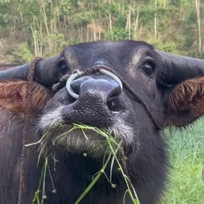 CasualBlurbs's profile picture. braveslover, monster enthusiast