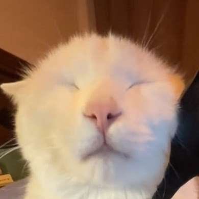 i like cats and music | 08 | disc: rgsotf | erm hai :3c