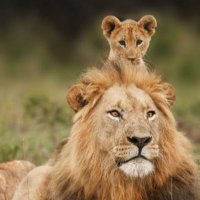 NeyzenMeyzen (@matadorhektor) Twitter profile photo