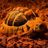 かめの下僕 (@turtle_geboku) Twitter profile photo