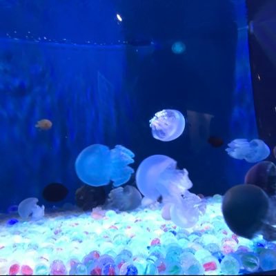 L_daily8's profile picture. 裏垢始めたて アラサー♀ 159.59.F ぽちゃ 体型気にしない人だけ