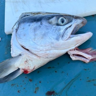 agnt1534's profile picture. FaithFreedomMoney ChristFollower.CryptoDabbler.FreedomLover XRPL: rEaZL7TC676FARKBdtZrJjE4LNd9rQghJx