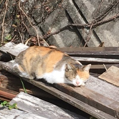 mBOIdvW3Ec0O11b's profile picture. 無言フォローごめんなさい。知りたいこと、おもしろいことをみるのが好きです。 田舎に住みつつ世界を感じています。memoです。発信はしません。