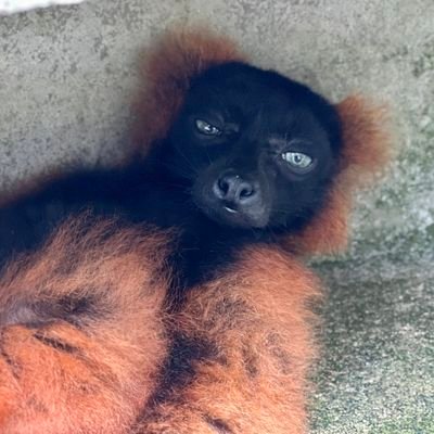 the Entity that boils eggs and places them in columbo's pockets ♡ black ♡ he/they ♡ 27