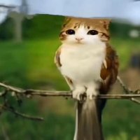 Quasi's awesome cool private account! (@thepenisloner) 's Twitter Profile