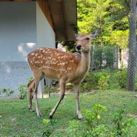 しかまろ (@shikamaro3142) 's Twitter Profile Photo