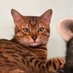 Katze_Jessi 🐱 (@katze_jessi) Twitter profile photo Katze_Jessi 🐱 (@katze_jessi) Twitter profile photo