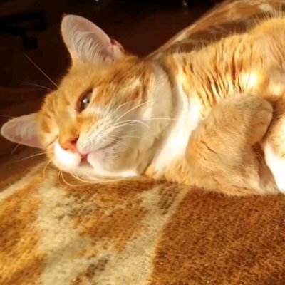 chyxunw154536's profile image