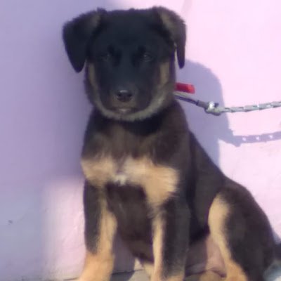 ArunP11347's profile picture. 