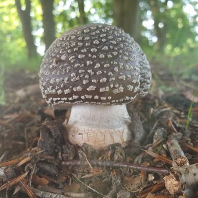 @ForragingFinds