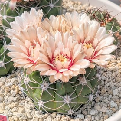 主に野生種の多肉植物を生産・販売している者です。タニシマじゃなくてヤジマです。茨城県筑西市にある道の駅グランテラス筑西に苗や種子を出品しています。
BASEにオンラインショップも開設したのでそちらからもどうぞ!/星のカービィがすき