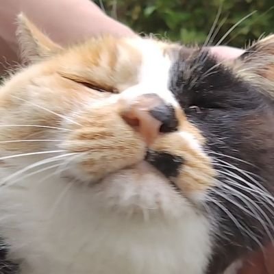 ふーちゃんさんのプロフィール画像