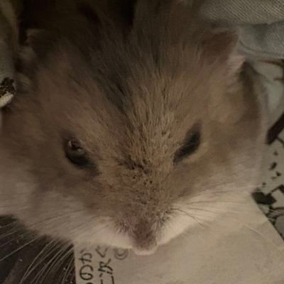 gaysetokaiba's profile picture. 22 yrs !