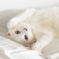 元野良猫のリリー (@lily_straycat) 's Twitter Profile