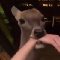 Deer Wife (@deerwife_) 's Twitter Profile Photo