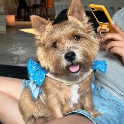 ghoshi_tsuki's profile picture. 