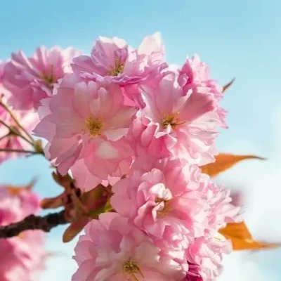 Sakuraseyyah's profile picture. 