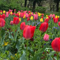 おさかなずかん🐟 (@uminoikimono100) 's Twitter Profile Photo