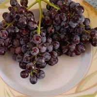 انگور یاقوتی 🍇🍇 (@1skhoat) 's Twitter Profile Photo