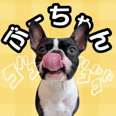 ボストンテリア×フレンチブルドッグ🐶♂2022.01.04🎂Instagram、楽天roomも同じIDでやっています☺️🤍