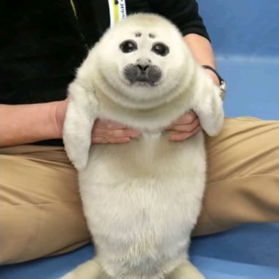 @sillyseal07