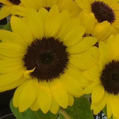 mai7hama's profile picture. 東京都　写真　空　花　ビル　マンション
が多め