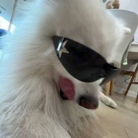 ぽち🌟 (@d4k_en) 's Twitter Profile