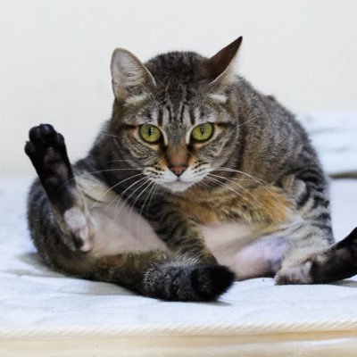 tkyk_cat_0110's profile picture. 愛猫・スナップ・ポートレート写真を中心にアップ してます🎧passcode・BABYMETAL・AFTER SQUALL・ハードコア・メタルコア🎸ex.abfald（Gt）