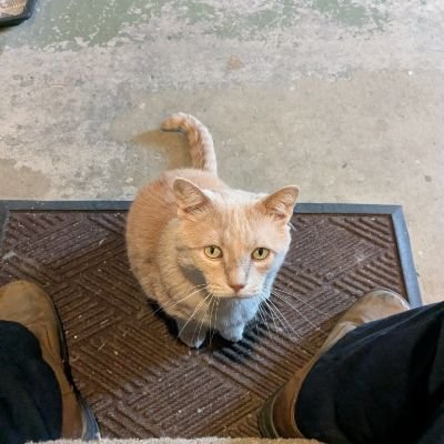 BoscoTheCat999's profile picture. 