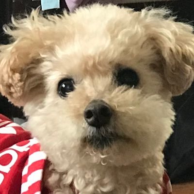 purin_inubu's profile picture. 勝とうね🐕🍊無言フォローすみません