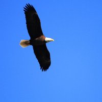 Susie (@ithanku4beingu) 's Twitter Profile