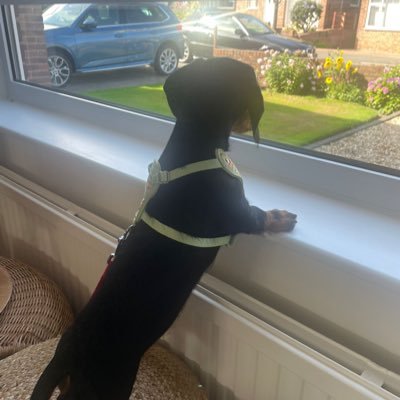 cutts96632's profile picture. Will always stand with Israel.