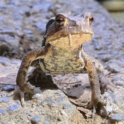 ikimono_0214's profile picture. 埼玉の高1の生き物好きです 。🙏無言フォロー失礼します。よろしくお願いします🙇