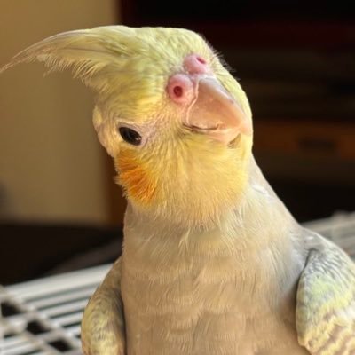 2025年4月生まれ♡名前の由来は飼い主の好きなハワイの言葉で愉快なとか楽しいという意味を持つレア♡愛称『レアちん』『レアチーズ』