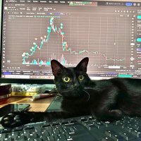 Kala-The Trader Cat (@kala_thetrader) 's Twitter Profile