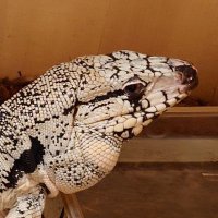 ようちゃ🐢🦖🦎🐈‍⬛🍺 (@zdzage1en170847) 's Twitter Profile Photo