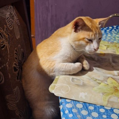 Subhoji62050887's profile picture. Sometimes a walking paradox, sometimes a “i” in (i*i = −1)