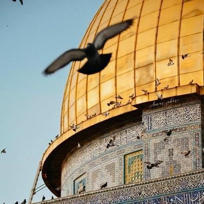 بعد الحذف :) أرجو أن يكتبني الله عنده من المصلحين في زمنٍ كثُر فيه المفسدين... #فلسطين_قضيتي #وجع_المسلمين_وجعي مع المجاهدين وأبطال القسَّام دائمًا وأبدًا