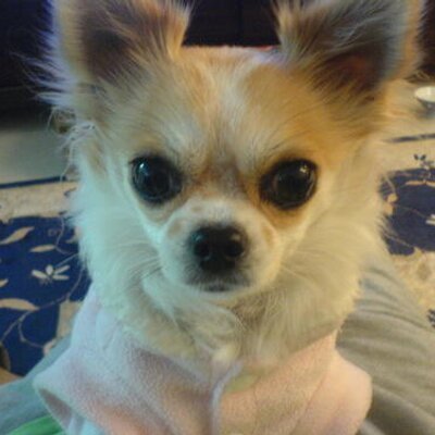 chee828bb's profile picture. #一劍浣春秋 #chee828
AV研究者一劍浣春秋的官方twitter，歡迎留言。