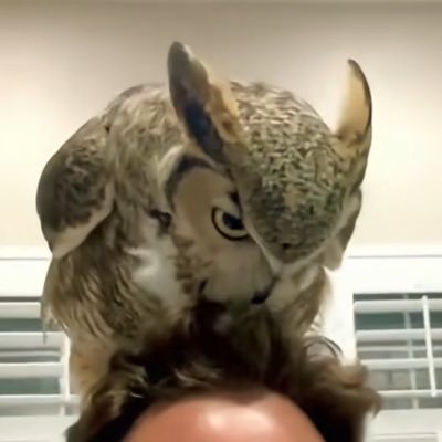 sas_chips's profile picture. 