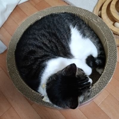 猫を愛でるのが一番の趣味です❣️
双極性障害2型 手帳2級 年金2級 パートを始めました 生きてるだけで丸儲けじゃなくて、行きてるだけで精一杯な日々です
仲良くしていただけると嬉しいです(#^.^#)