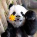 Panda (@sonnnabakyana) Twitter profile photo Panda (@sonnnabakyana) Twitter profile photo