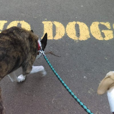 One of that lot Ive got 4 dogs who own me Chicken and Duck keeper
Lost my old account this X is complicated