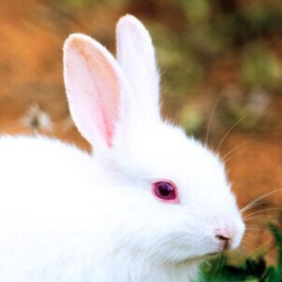 SenateTwonut's profile picture. 