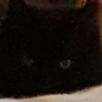taikakettu (@taikakettu_) 's Twitter Profile Photo
