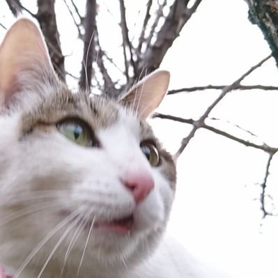 catanddusk's profile picture. ゆうぐれは、きっと一番やさしい魔法の時間。☁️