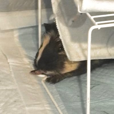 ◼️ボス2024.5.9~ ◻️ジョージア 2024.2.24~ ☕️☕️ モル飼いさんと情報共有がしたくてはじめました