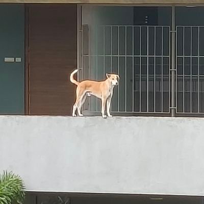 sricharanandra's profile picture. Bipolar for web3 and web2

i use arch btw