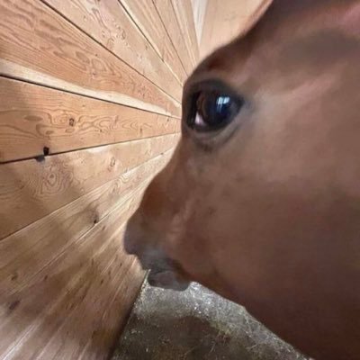 mrdudetheguy's profile picture. 🔞🏳️‍🌈🗣️🗣️🗣️Austisic as hell=multifandom account ooooo I’m a thing liker ooooooo